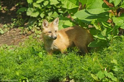 Red Fox Kit