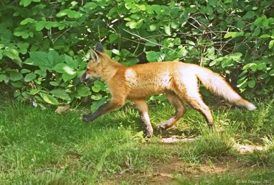 Red Fox Kit 