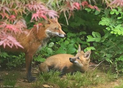 Red Fox Kit with Mom