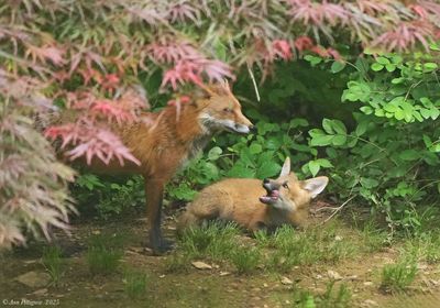 Red Fox Kit with Mom