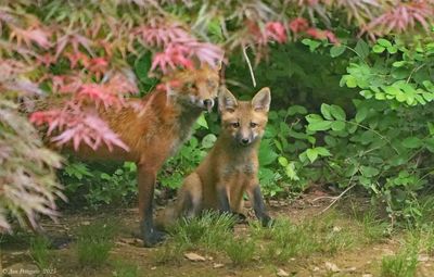 Red Fox Kit with Mom