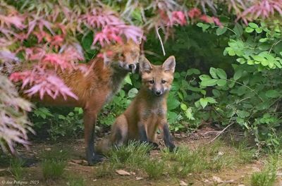 Red Fox Kit with Mom