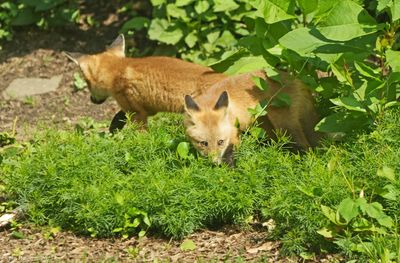 Red Fox Kits