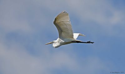 Great Egret