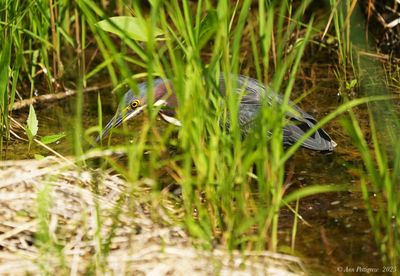 Green Heron