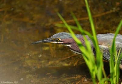 Wading Birds & Limpkins