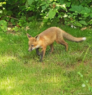 Red Fox Kit
