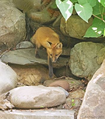 Red Fox Kit 