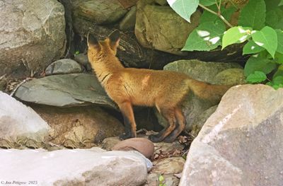 Red Fox Kit
