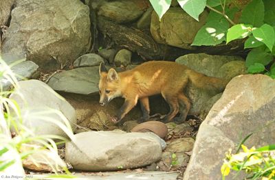 Red Fox Kit 