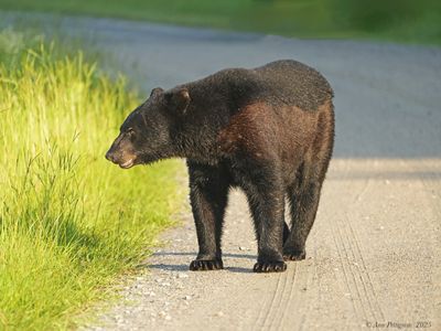 Black Bear