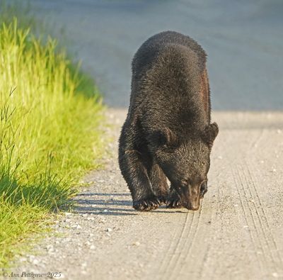 Black Bear