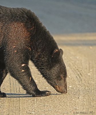 Black Bear
