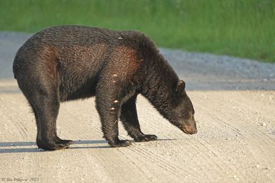 Black Bear