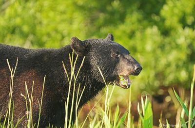 Black Bear
