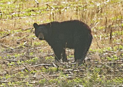 Black Bear