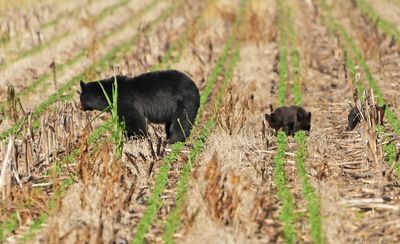 Black Bear with Cubs