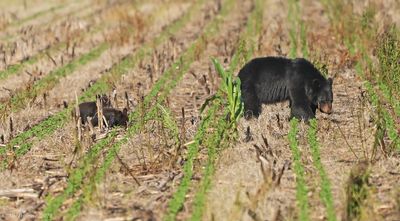Black Bear with Cubs