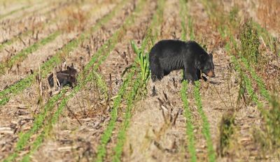 Black Bear with Cubs