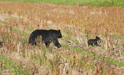 Black Bear with Cubs