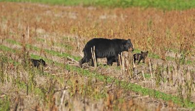 Black Bear with Cubs