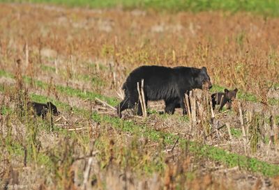 Black Bear with Cubs