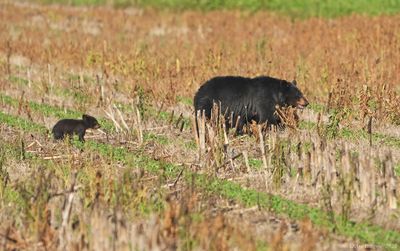 Black Bear with Cubs