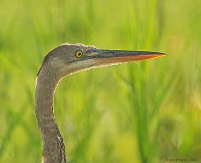 Great Blue Heron