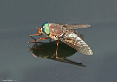Flies