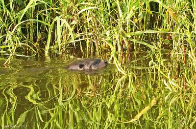 River Otter