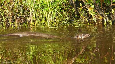 River Otter