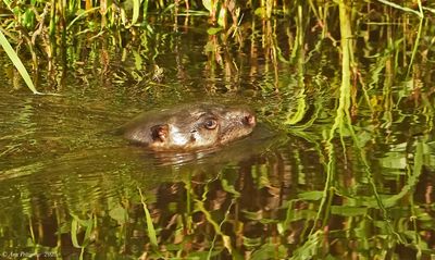 River Otter