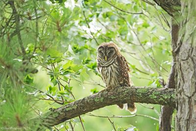 Barred Owl 