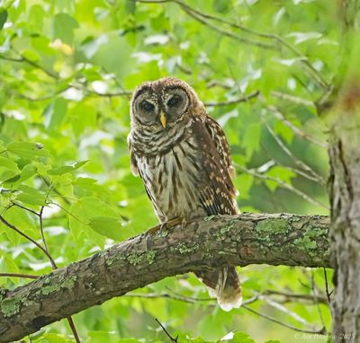 Barred Owl 