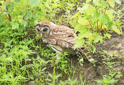 Barred Owl 