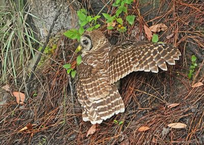 Barred Owl 