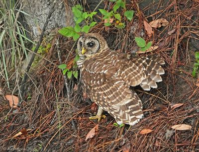 Barred Owl 