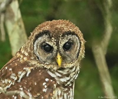Barred Owl 