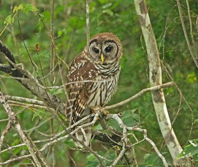 Barred Owl 