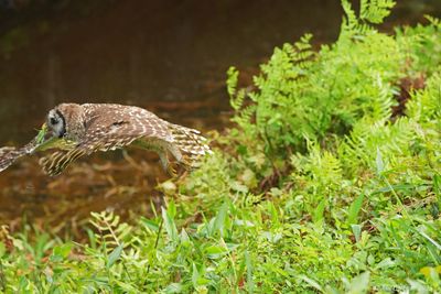 Barred Owl 