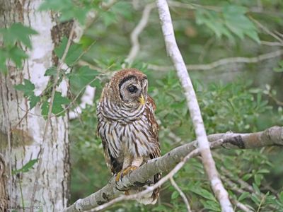 Barred Owl 