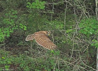 Barred Owl 