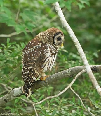 Barred Owl 