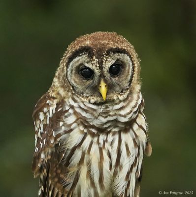Barred Owl 