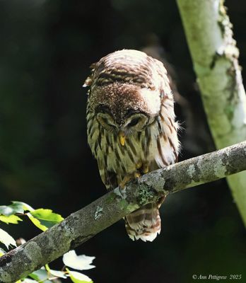 Barred Owl 