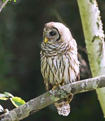 Barred Owl 