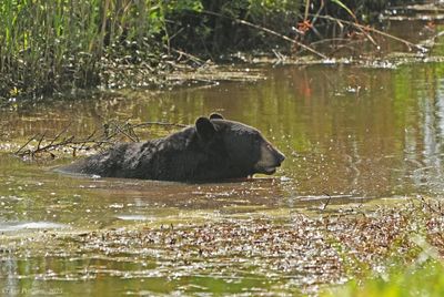 American Black Bear