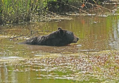 American Black Bear
