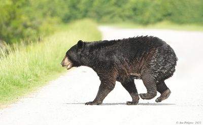 American Black Bear