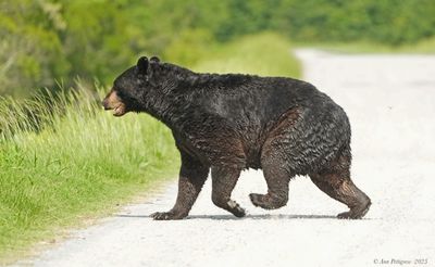 Mammals